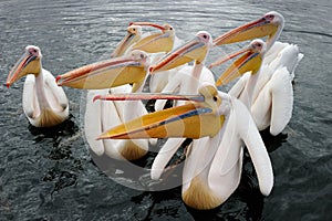 Pelicans