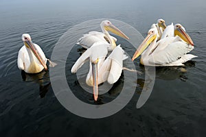 Pelicans