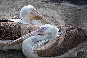 Pelicans