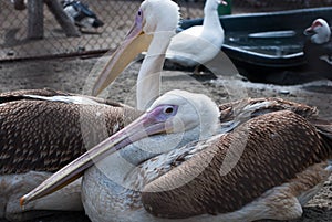 Pelicans