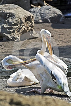 Pelicans