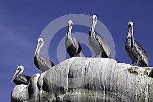 Pelicans