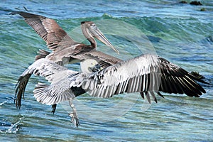 Pelicans