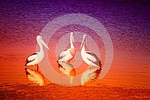 Pelicans