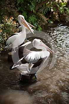 Pelicans