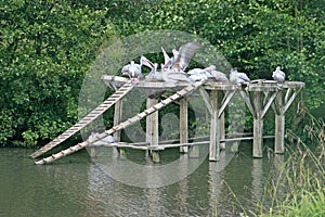 Pelicans