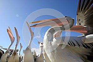 Pelicans