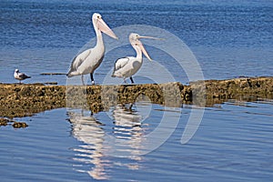 Pelicans