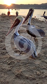 Pelicans in Acapulco photo