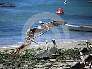 Pelicans in Algarrobo, Chile