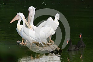 Five pelicans standing on a bamboo raft and two black swans in the water