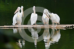 Five pelicans standing on a bamboo raft