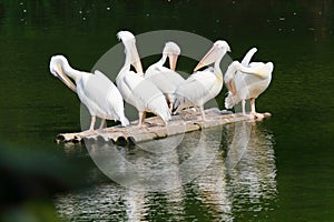 Five pelicans standing on a bamboo raft