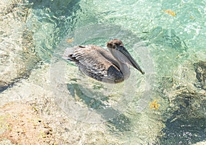 Pelicans at Bal Harbour Beach in Miami, Florida. Clear skies and crystal clear ocean water