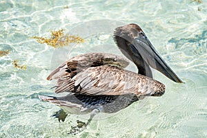 Pelicans at Bal Harbour Beach in Miami, Florida. Clear skies and crystal clear ocean water