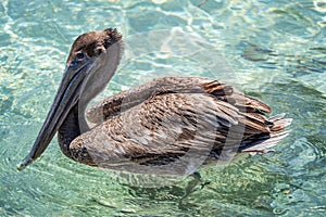 Pelicans at Bal Harbour Beach in Miami, Florida. Clear skies and crystal clear ocean water photo