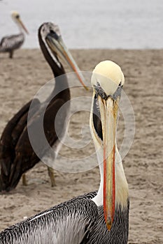 Pelicans on Ballestas Islands, Paracas National park in Peru