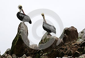 Pelicans on Ballestas Islands in Peru