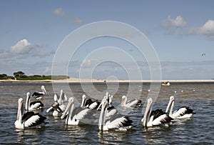 Pelicans and beach