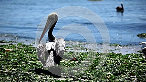 Pelicans on the Beach