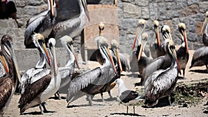 Pelicans on the Beach