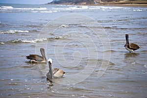 Pelicans on Beach photo