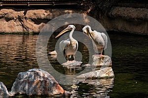 Pelicans in Bioparc - Valencia, Spain photo