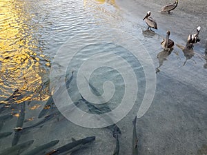 Pelicans and birds and tarpon fish in La Guancha in Ponce, Puerto Rico