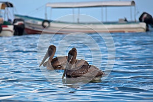 Pelicans and a boat