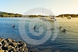 Pelicans and boats on Myall Lake