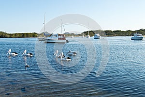 Pelicans and boats on Myall Lake