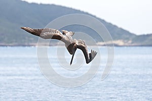 Pelicans bombing for fish