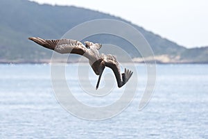 Pelicans bombing for fish photo