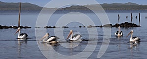 Pelicans on Broke Inlet