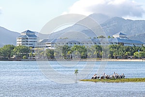 Pelicans and buildings near Cairns in Tropical North Queensland