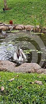 Pelicans can be easily recognized by their pouched beaks.