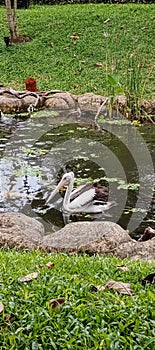 Pelicans can be easily recognized by their pouched beaks.