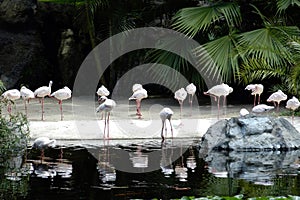 Pelicans in captivity...