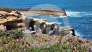 Pelicans at Childrens Pool La Jolla San Diego California USA