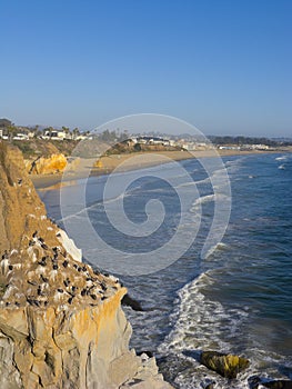 Pelicans Cliff at Pismo Beach, CA