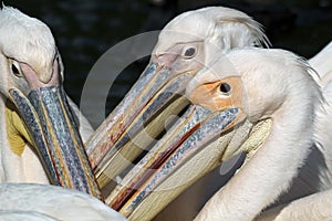 Pelicans close-up