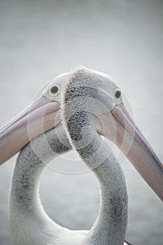 Pelicans closeup.