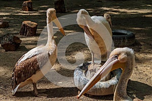 Pelicans closeup