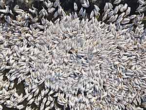 Pelicans colony during a feeding in a large water reservoir, to alienate them from commercial fish pools.