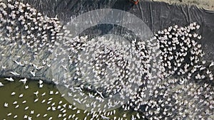 Pelicans colony during a feeding in a large water reservoir, to alienate them from commercial fish pools.