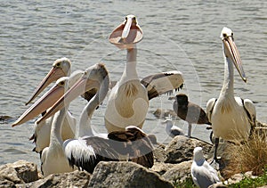 Pelicans compete for a fishermans offcuts of fish at Tooradin foreshore.