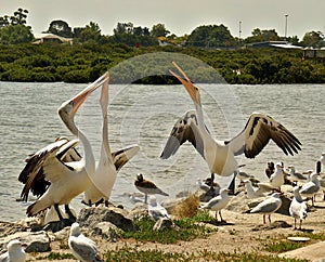 Pelicans compete for a fishermans offcuts of fish at Tooradin foreshore.