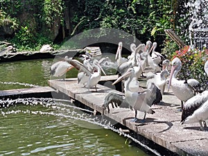 Pelicans are congregating around the pond