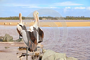 Pelicans congregating at local fish cleaning facilities waiting to be fed by local fisherman at Tuncurry, NSW Australia