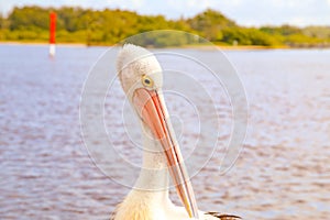Pelicans congregating at local fish cleaning facilities waiting to be fed by local fisherman at Tuncurry, NSW Australia